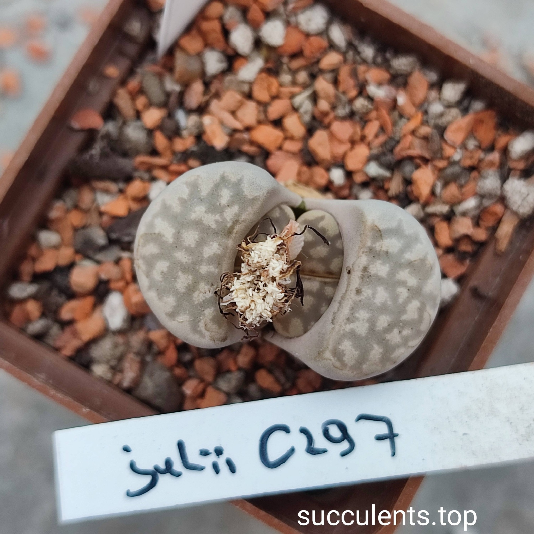 lithops julii C297
