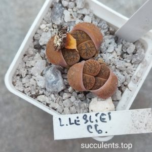 lithops lesliei C6