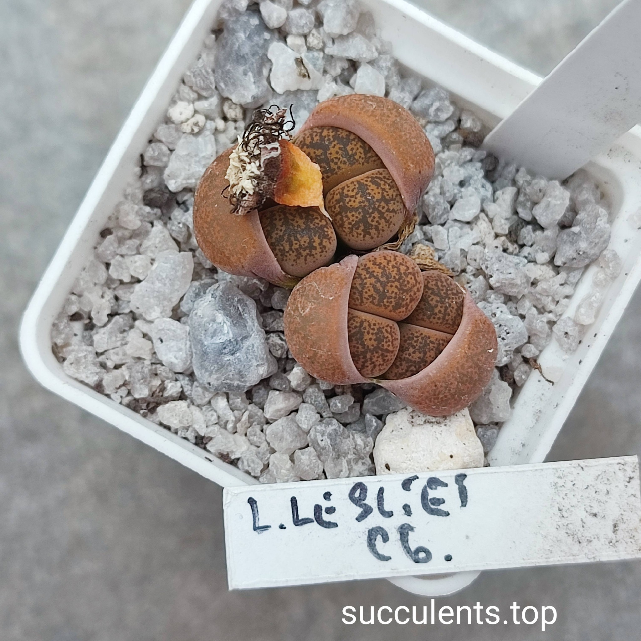 lithops lesliei C6