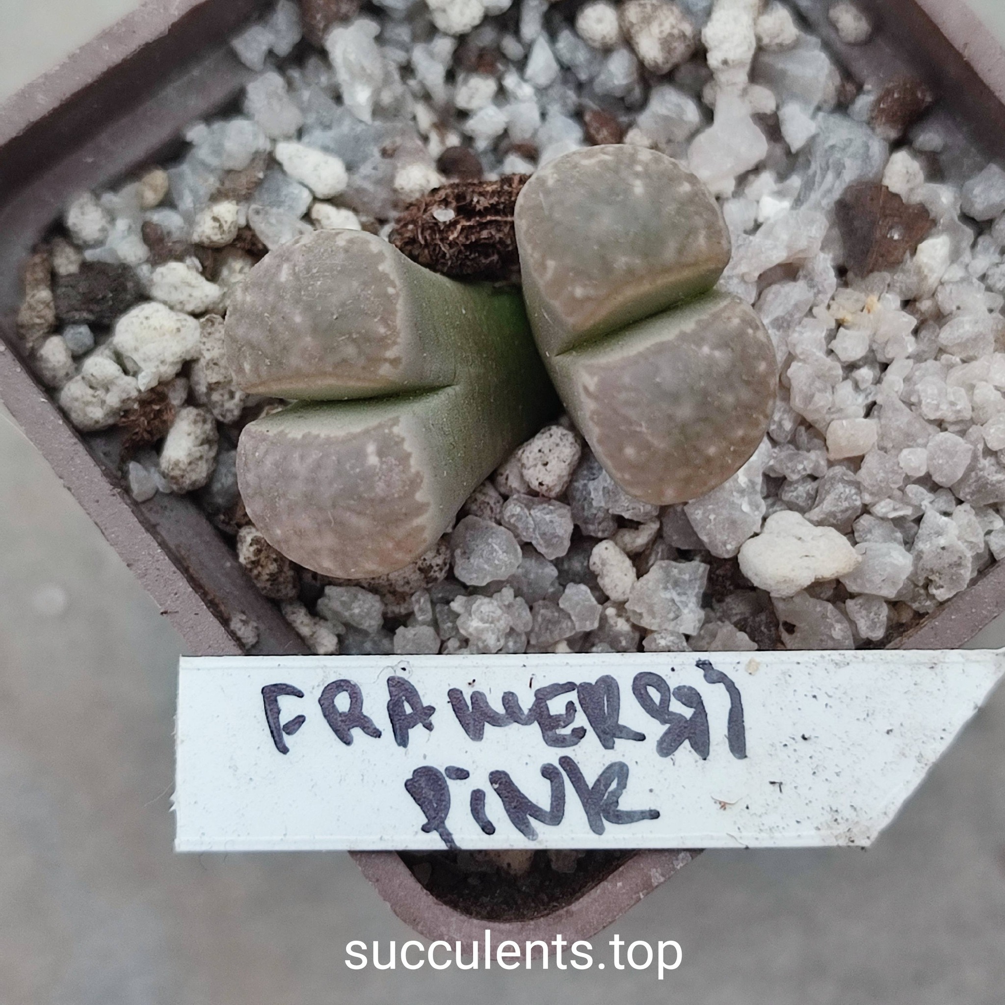 lithops framersii pink