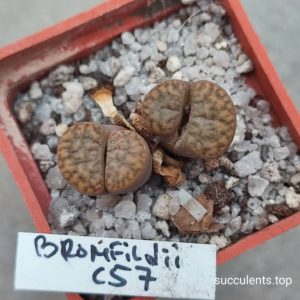 lithops bromfildii C57