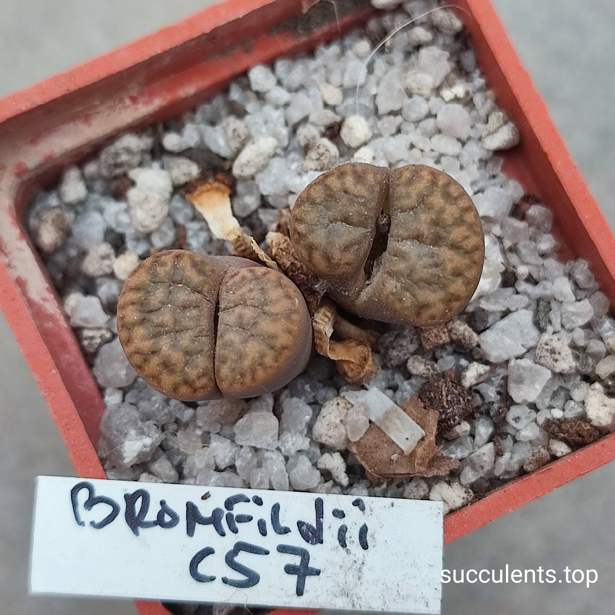 lithops bromfildii C57