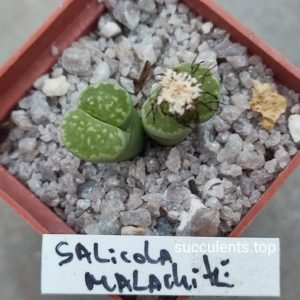 lithops salicola malachite