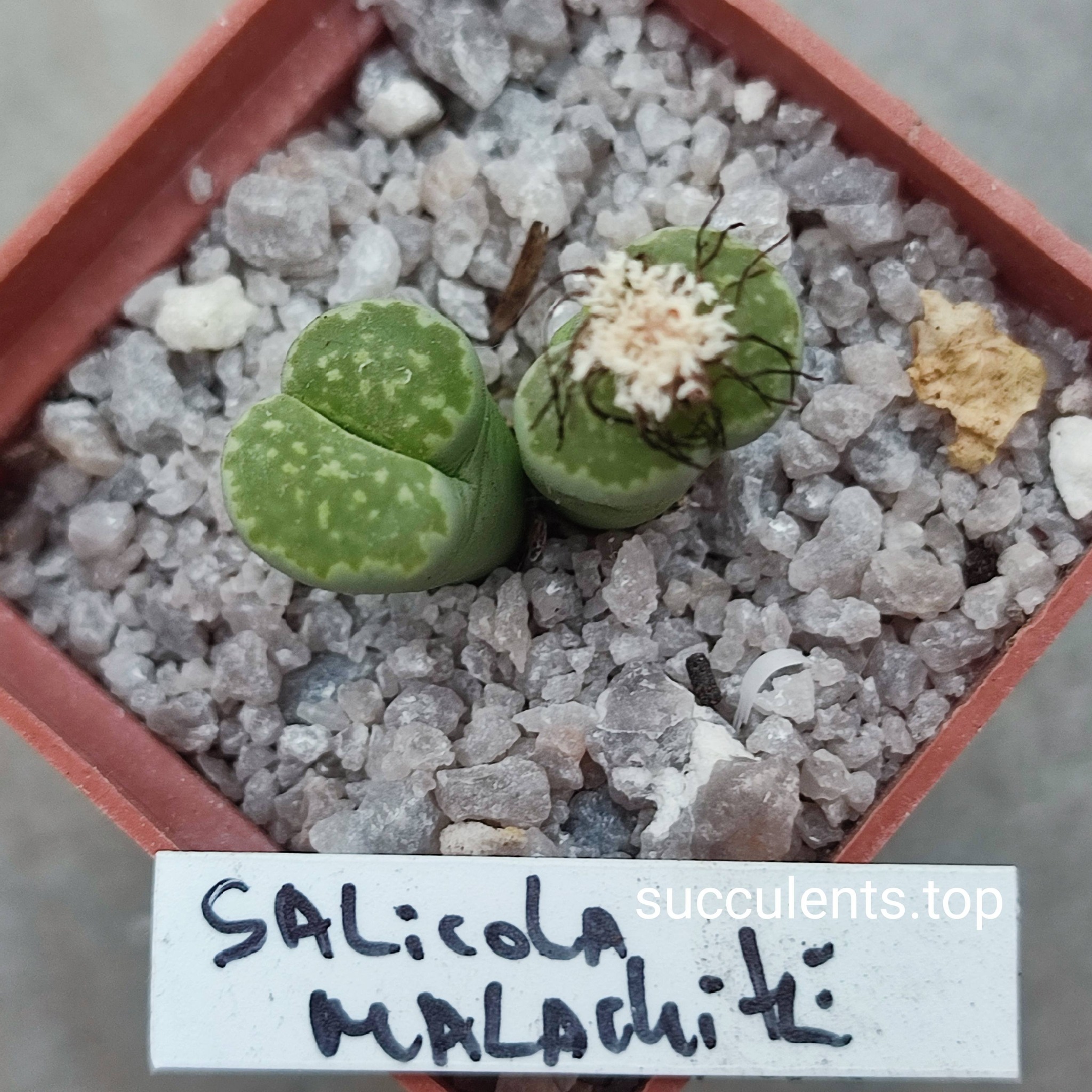 lithops salicola malachite