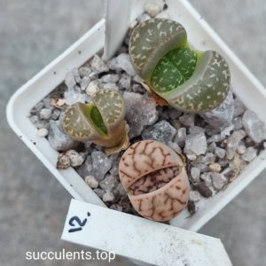 lithops mix 12