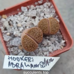 lithops hookeri Abrahamsdam