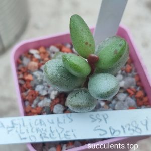adromischus fillicaulis SB1384