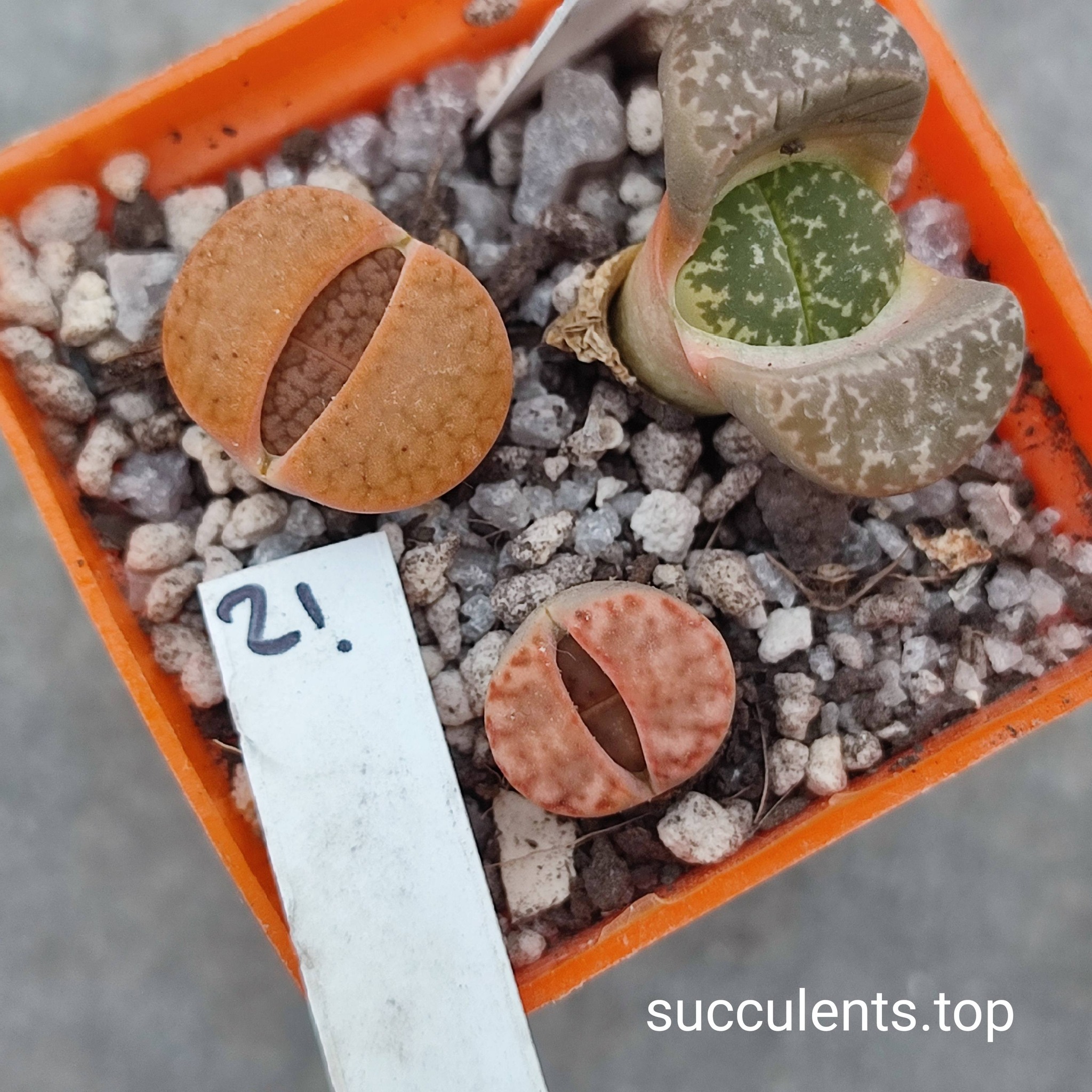 lithops mix21