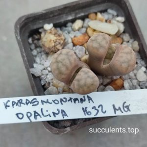 lithops karasmontana opalina 1632