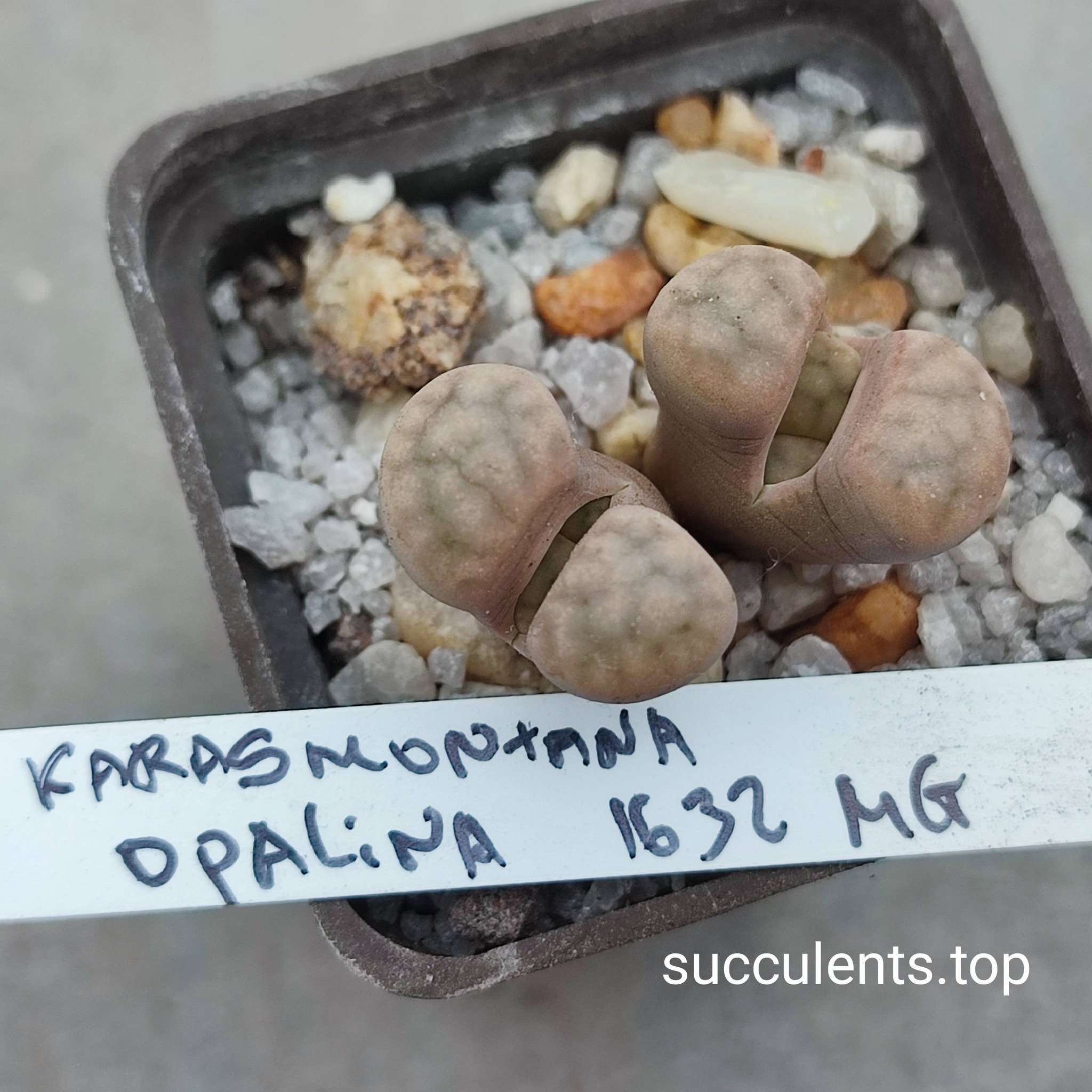 lithops karasmontana opalina 1632