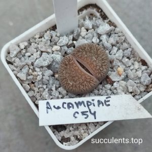 lithops aucampiae C54