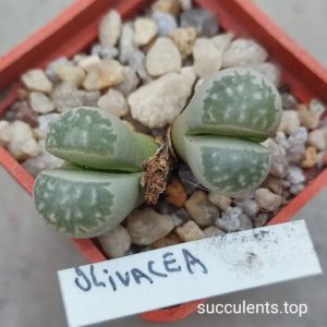lithops olivacea
