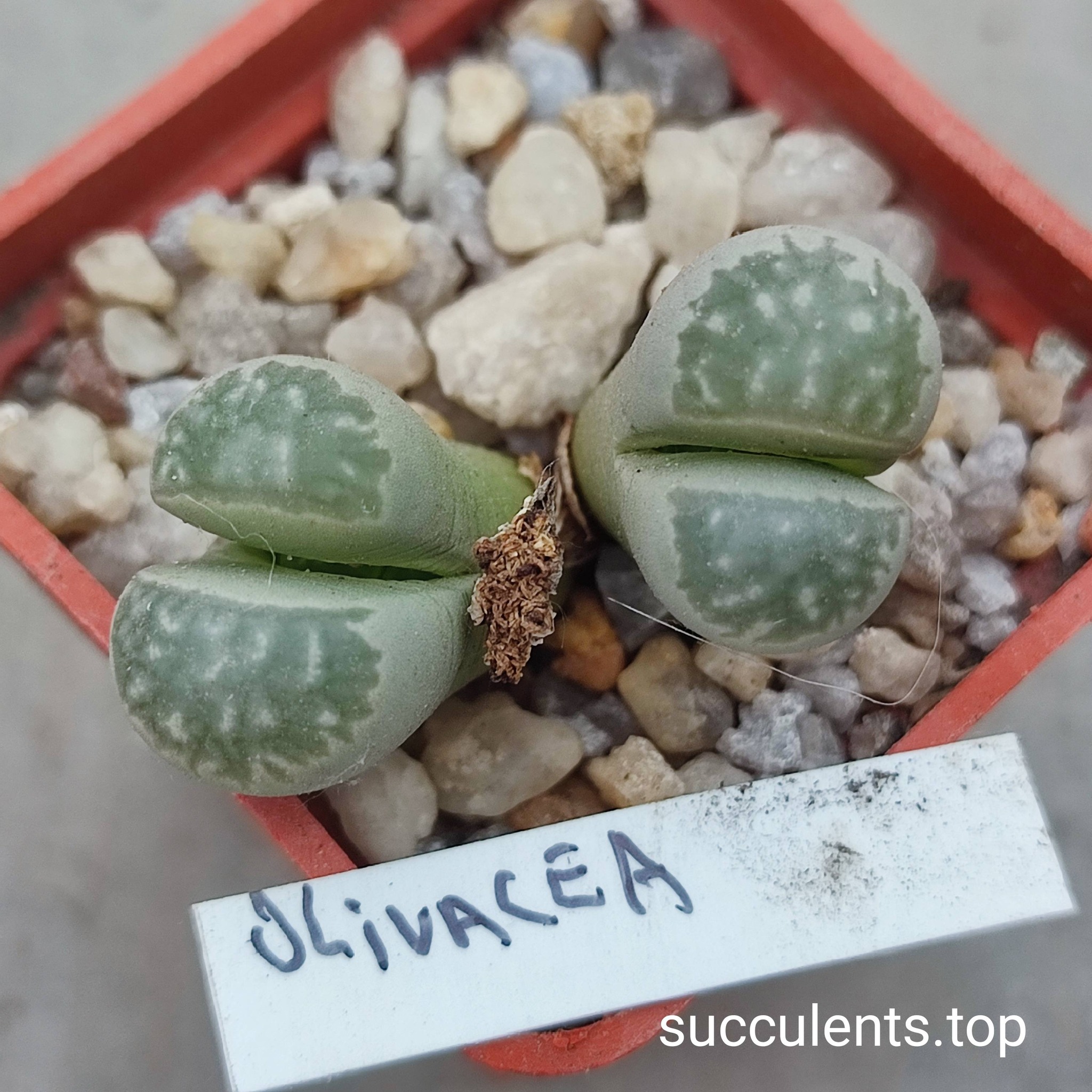 lithops olivacea