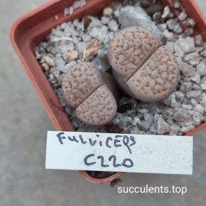 lithops fulviceps C220