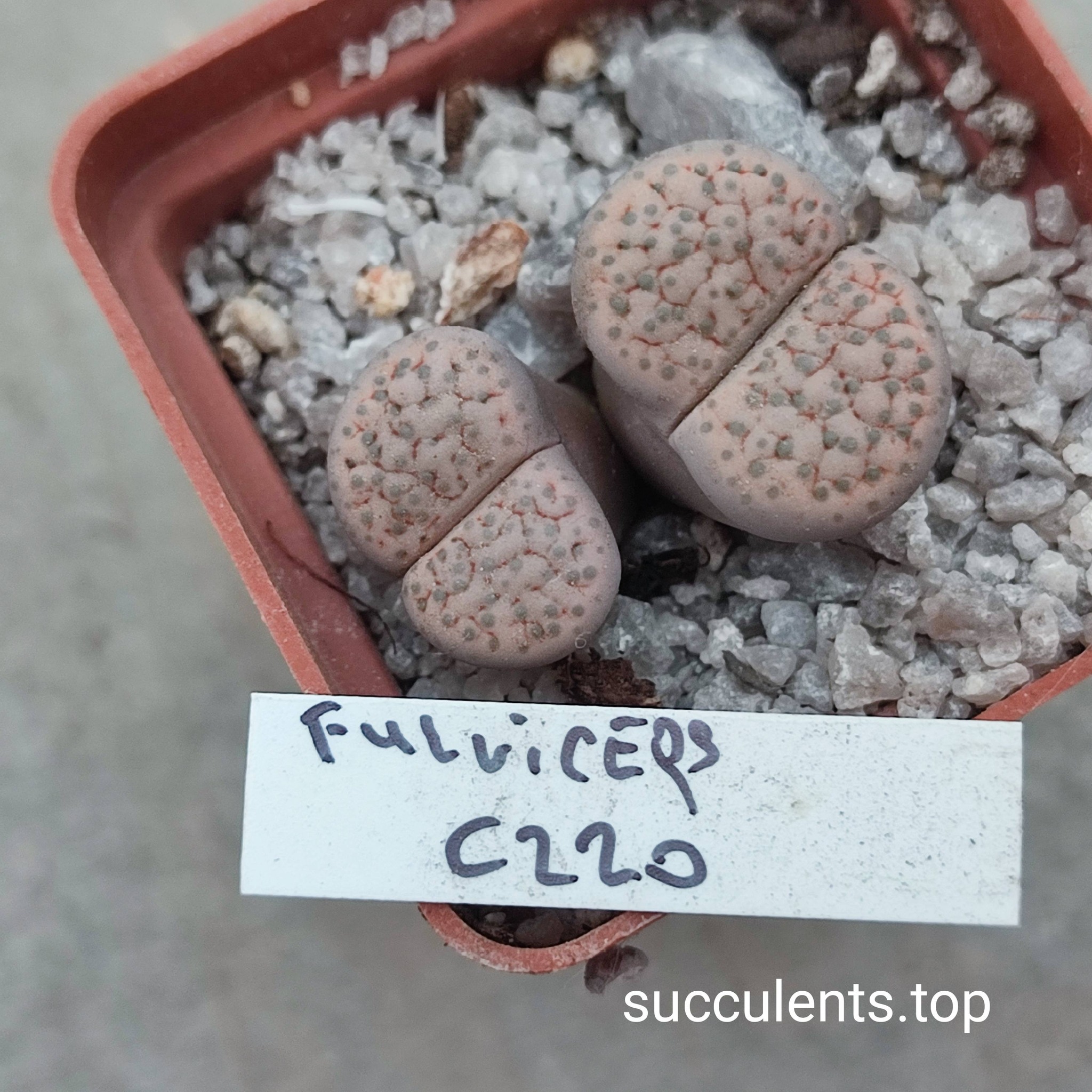 lithops fulviceps C220