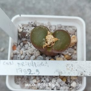 conophytum friedrichiae 1792.6