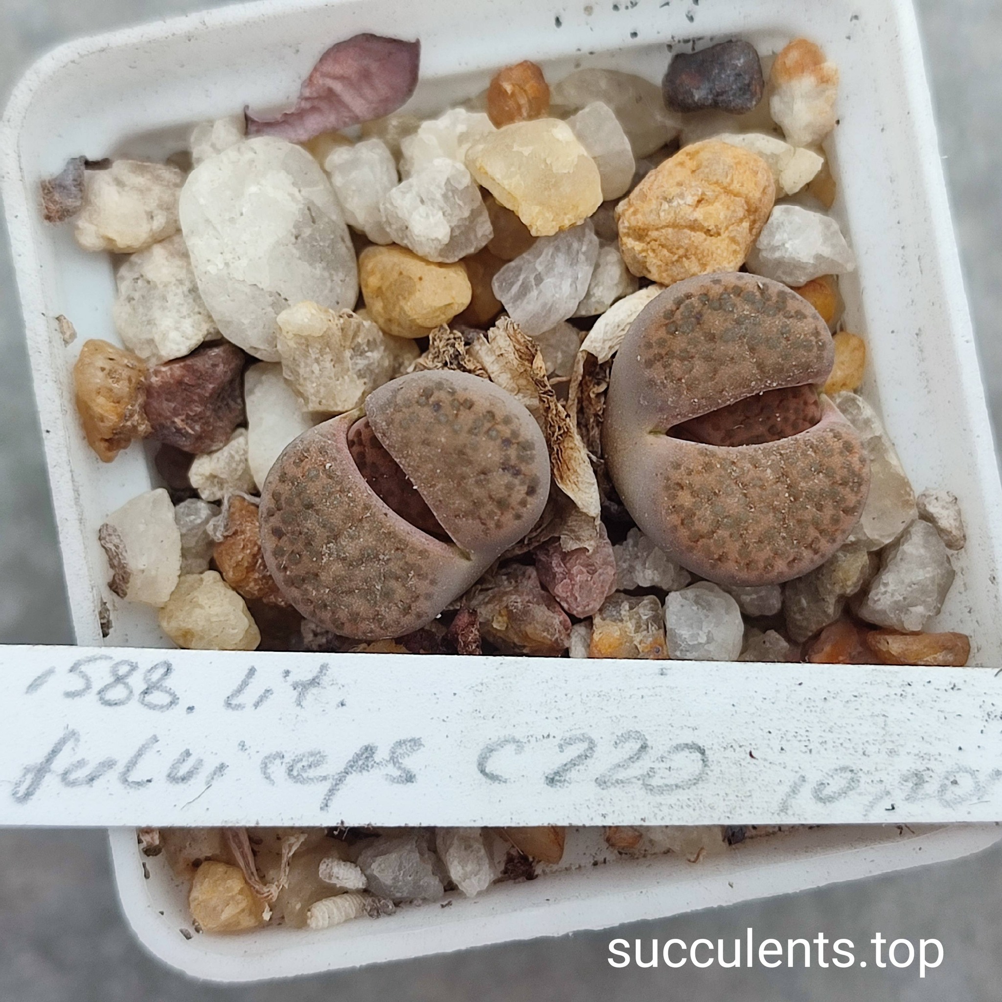 lithops fulviceps C220