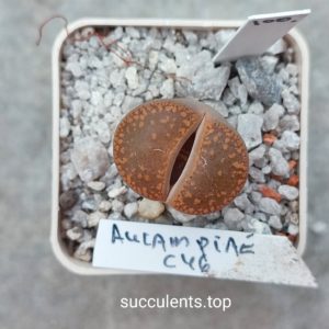 lithops aucampiae C46