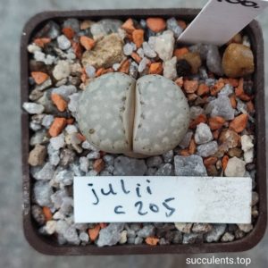 lithops julii C205