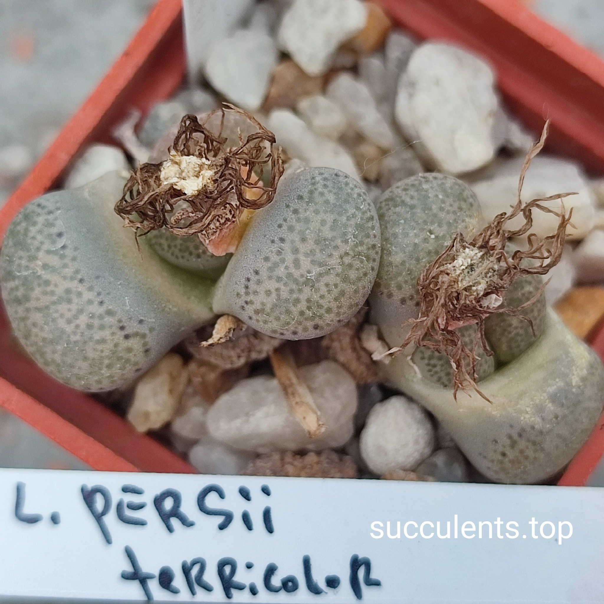 lithops terricolor persii