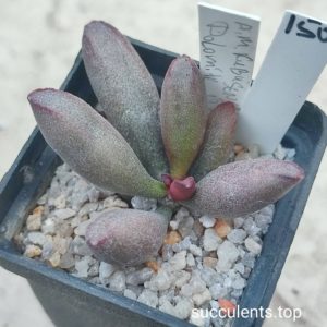 adromischus maerianiae Kubusensis Dolomite