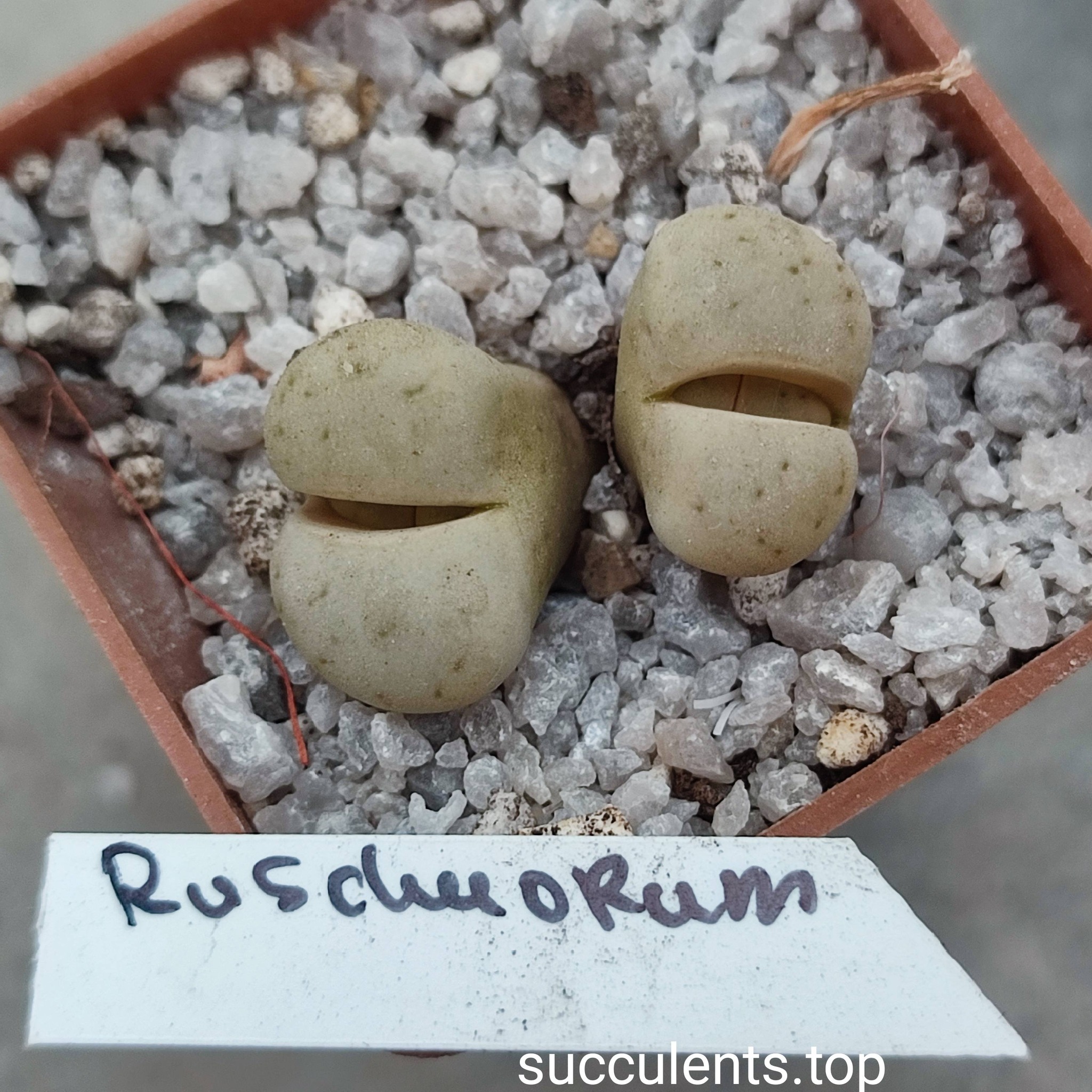 lithops ruschiorum