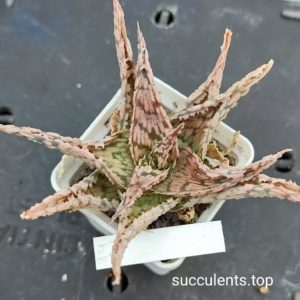 aloe mix 14