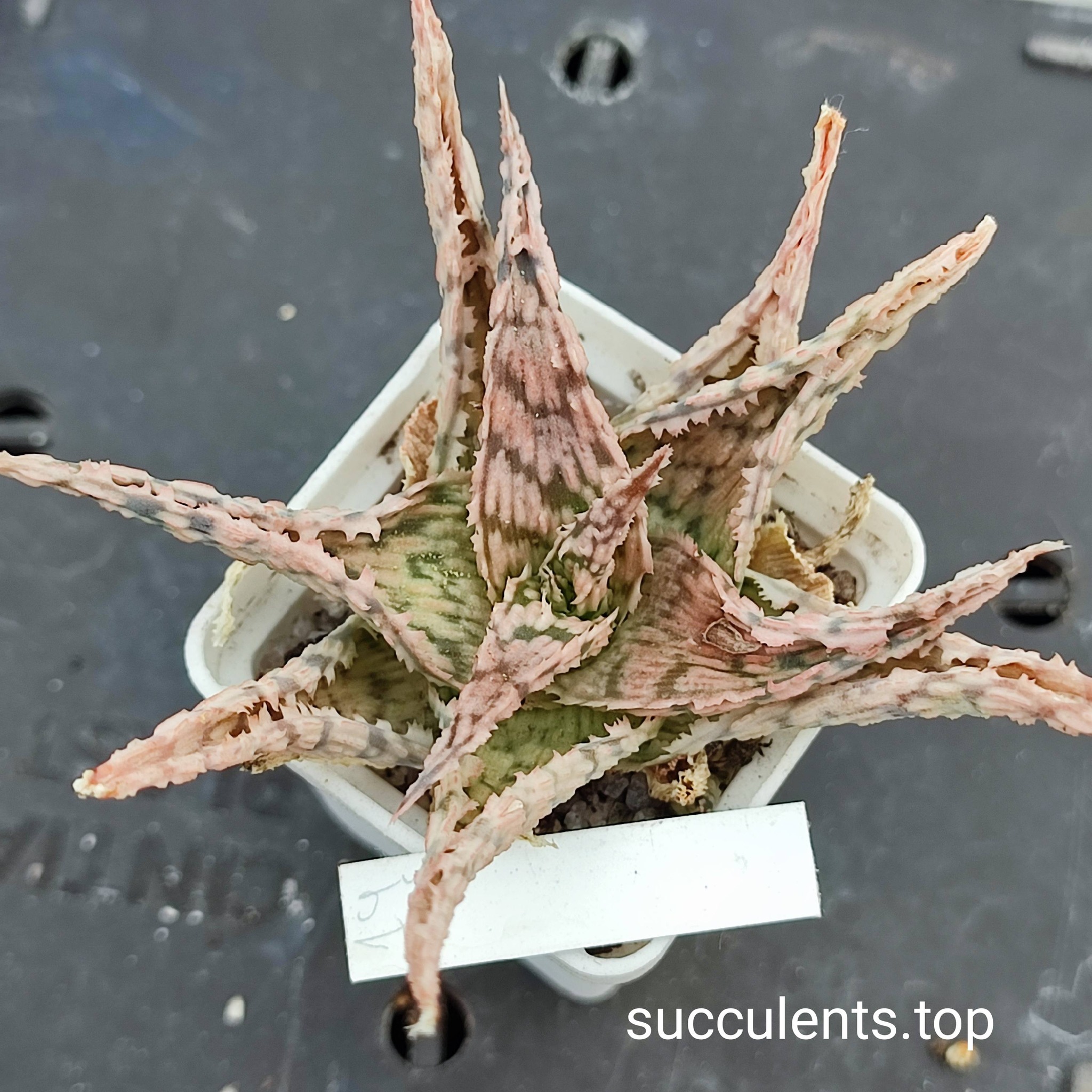 aloe mix 14