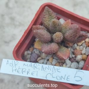adromischus marianiae herrei clone 5