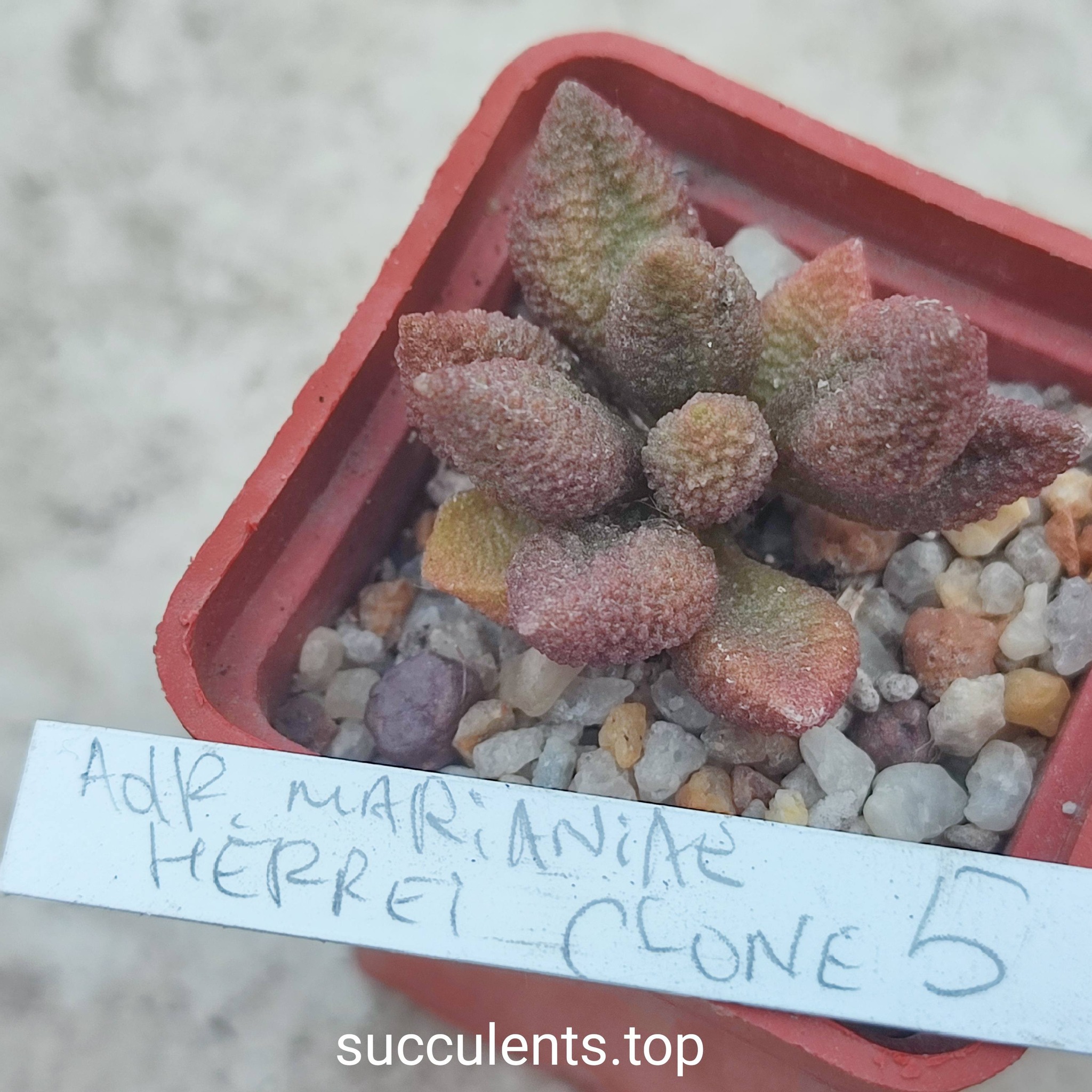 adromischus marianiae herrei clone 5