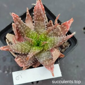 aloe mix 9