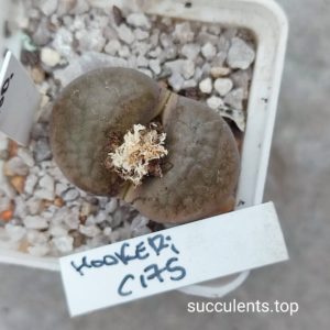 lithops hookeri C175