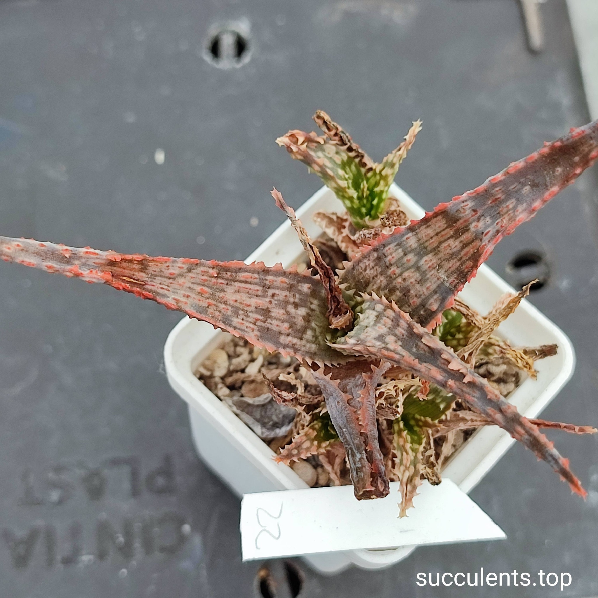 aloe mix 22