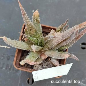 aloe mix 23