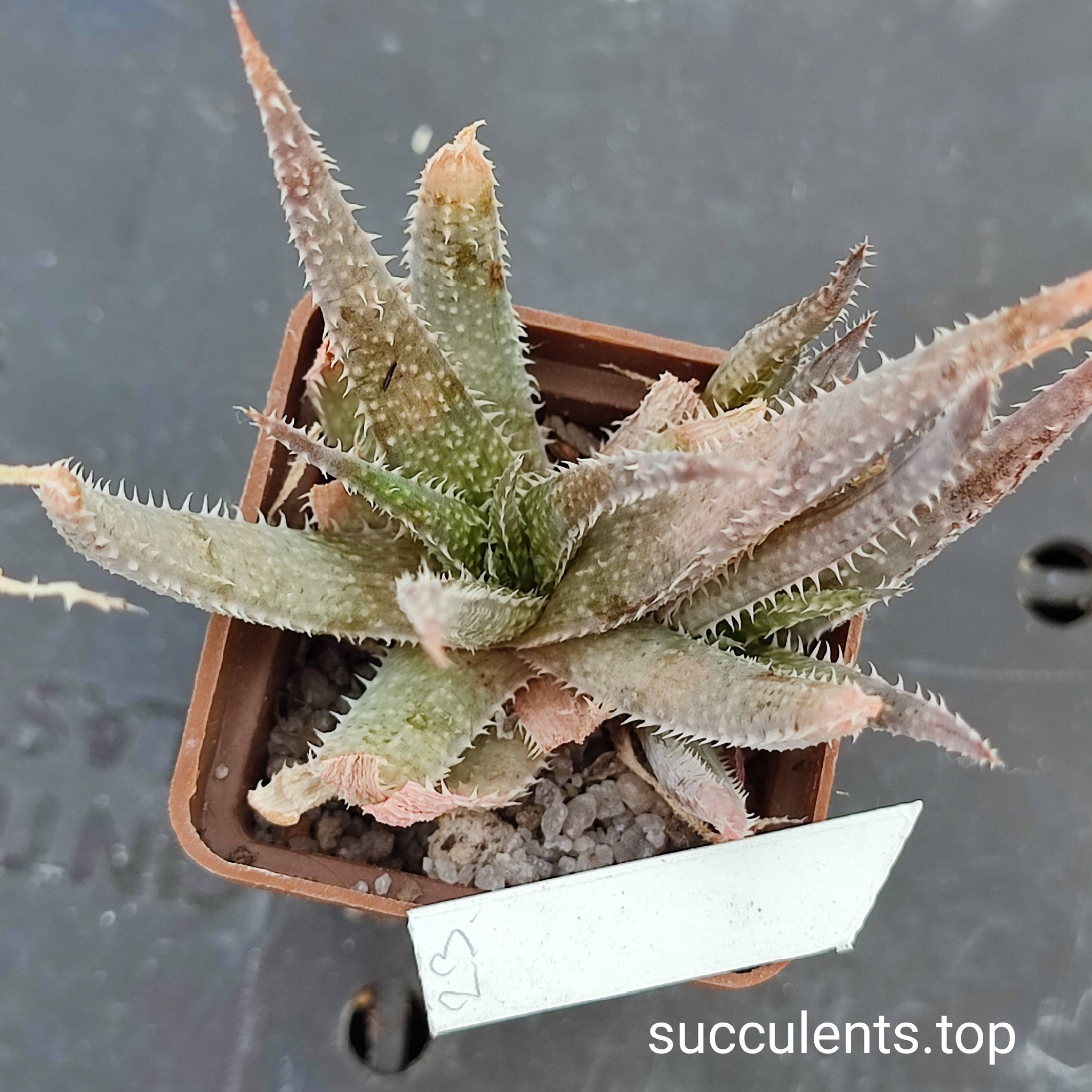 aloe mix 23