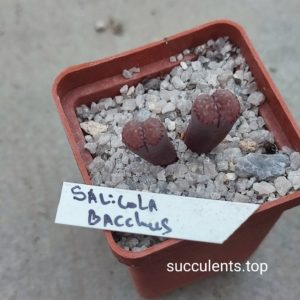 lithops salicola bacchus
