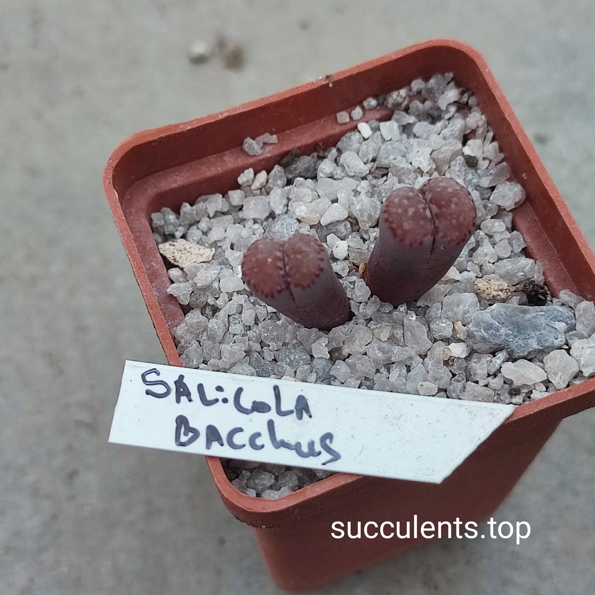lithops salicola bacchus