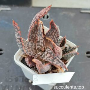 aloe mix 13