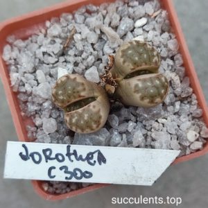 lithops dorothea C300