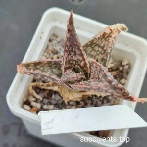 aloe mix 18