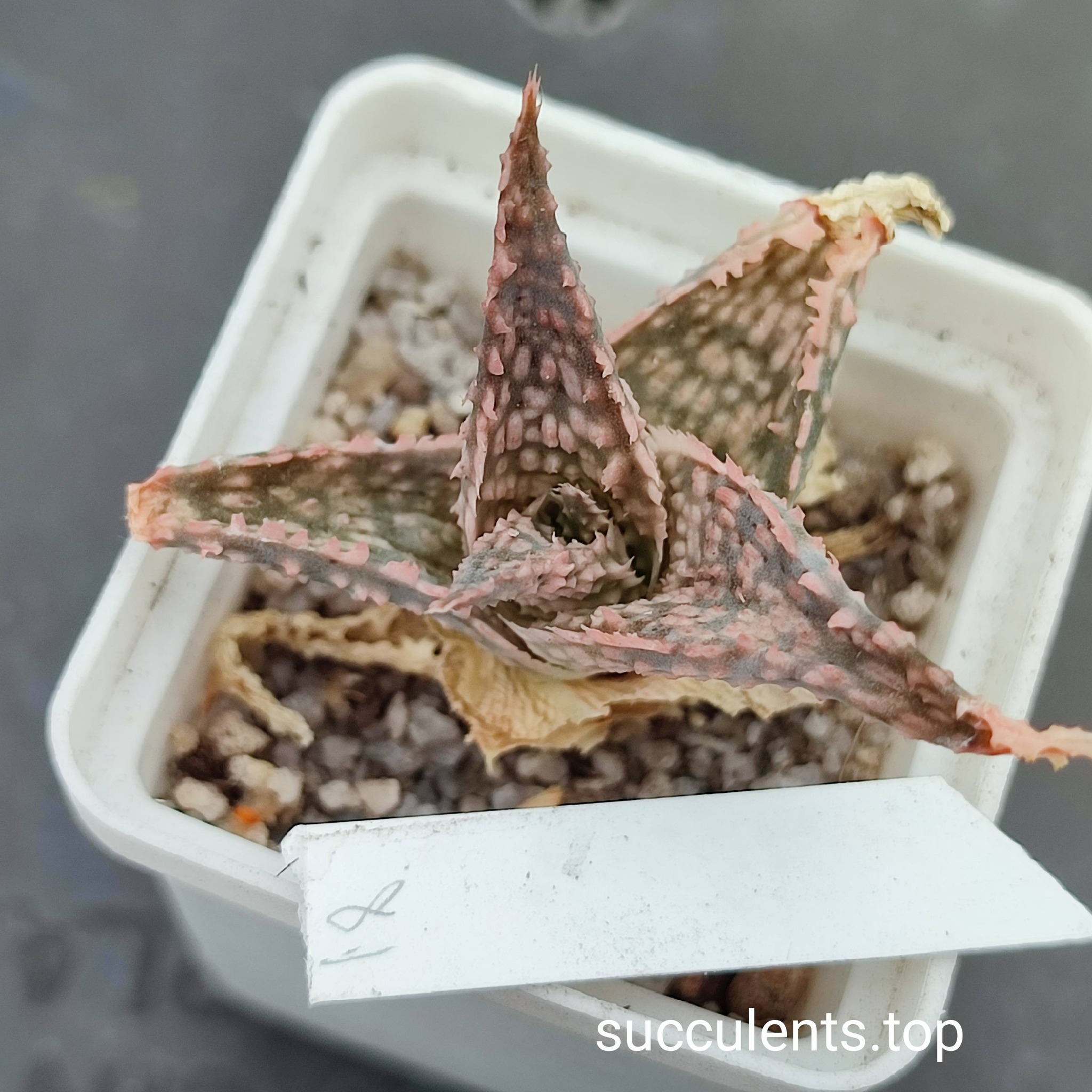 aloe mix 18