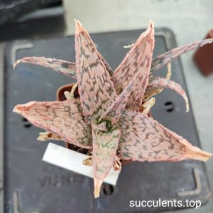 aloe mix4