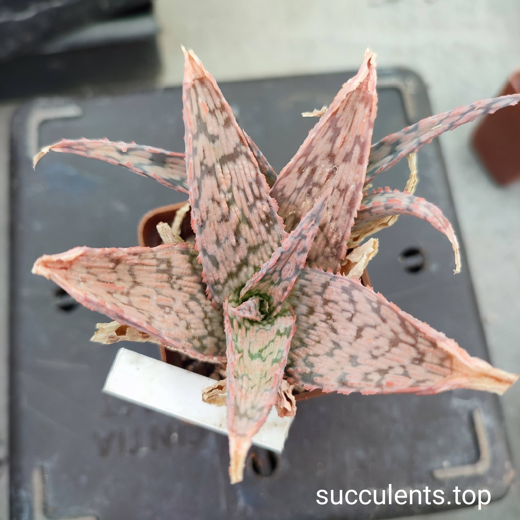 aloe mix4