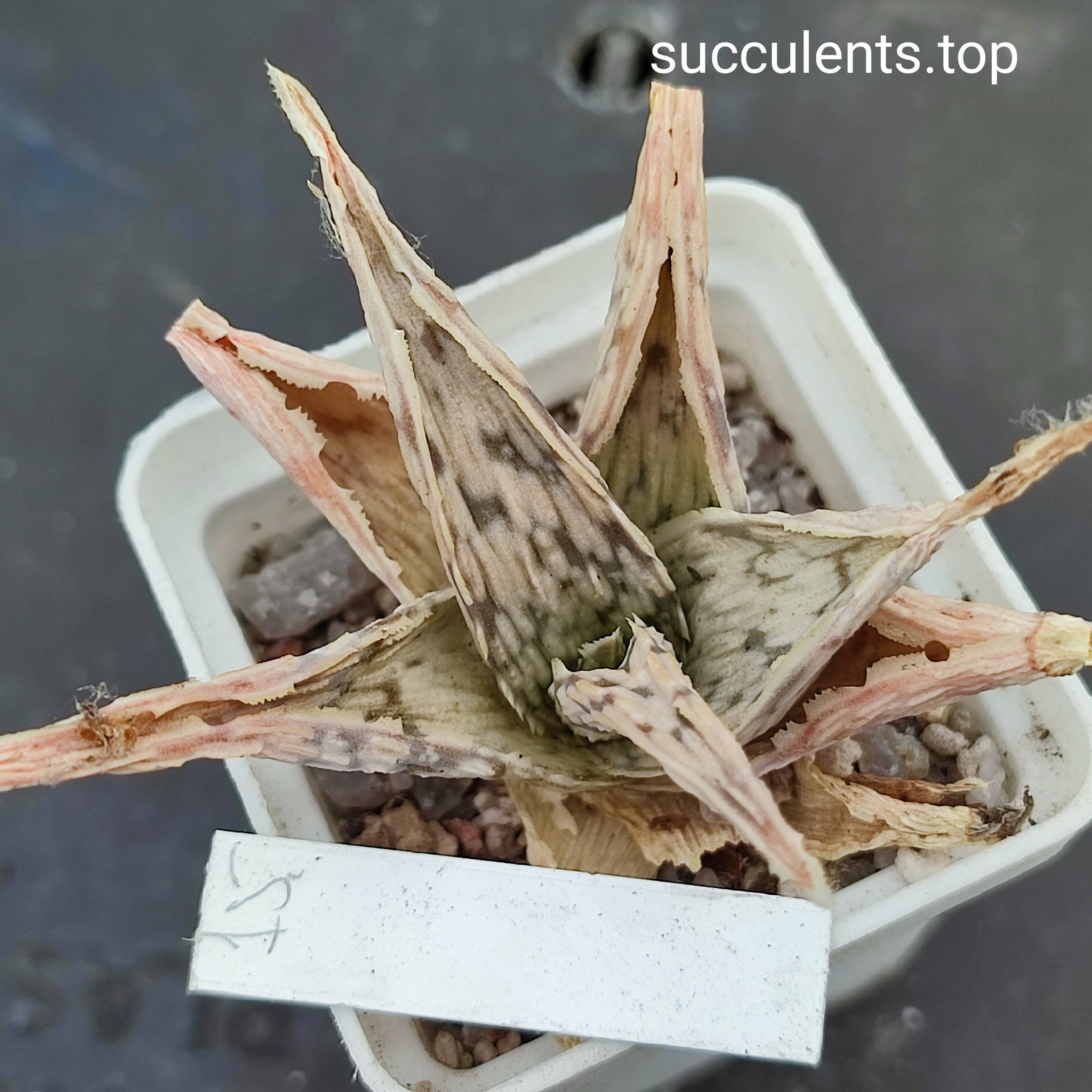 aloe mix 15