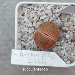lithops aucampiae C255
