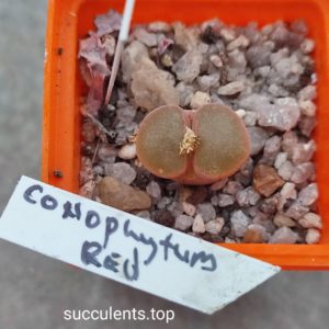 conophytum sp red