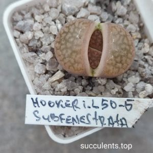 lithops hookeri L50-5