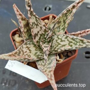 aloe mix 11