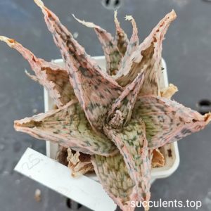 aloe mix 25