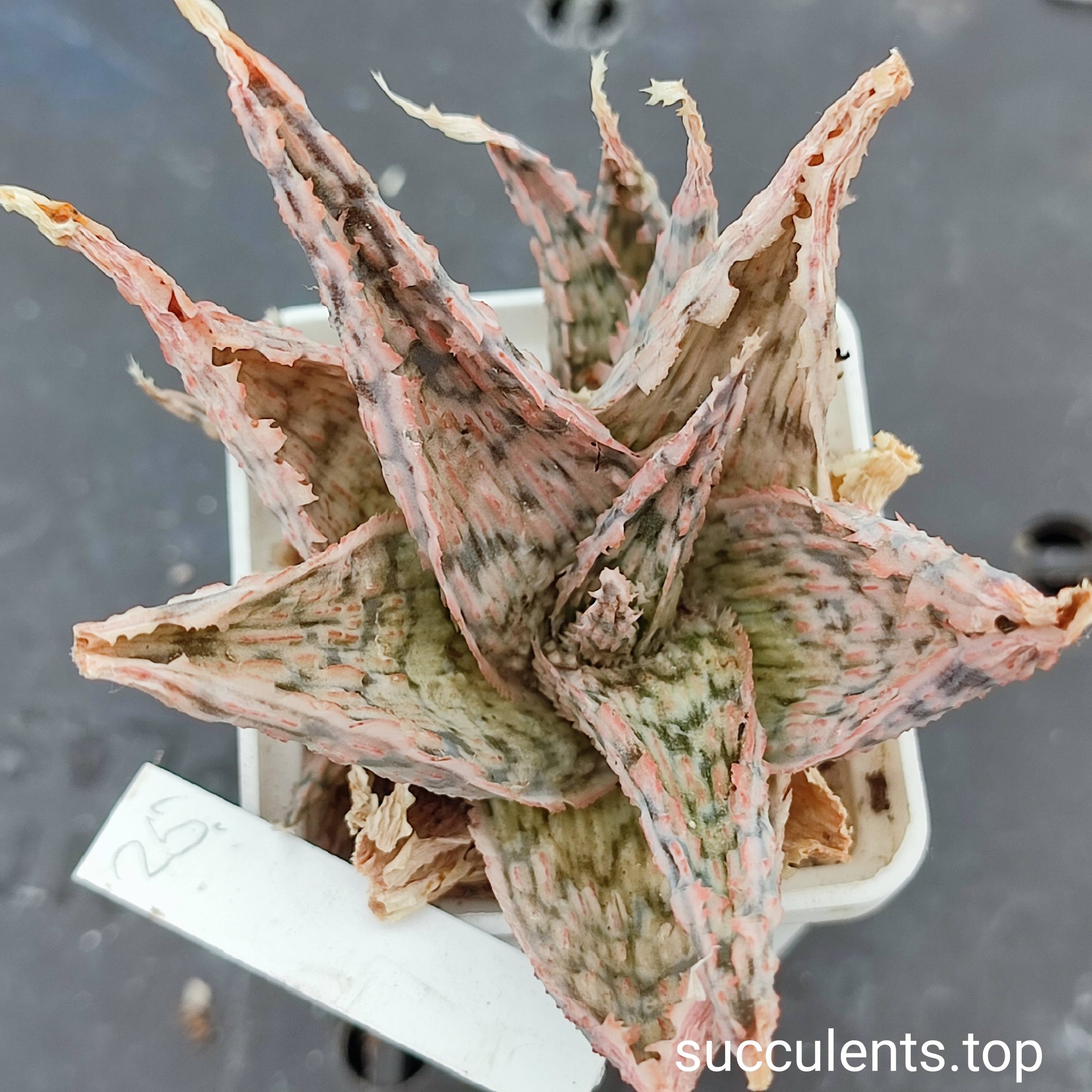 aloe mix 25